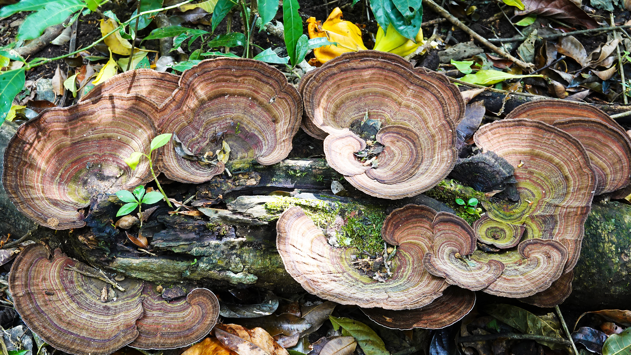 Pilz auf Baumstumpf